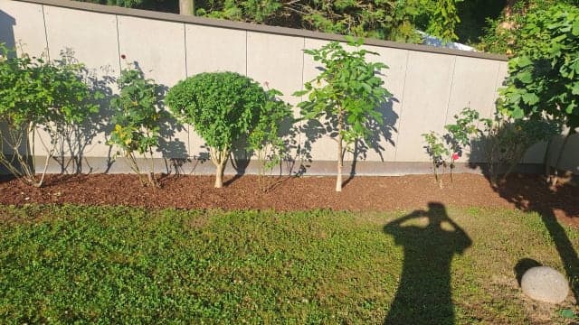 Perfekt gemähter Rasen in Homburg - MBA Hausmeister